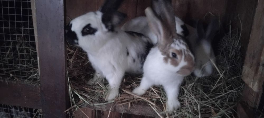 Sprzedam króliki samce