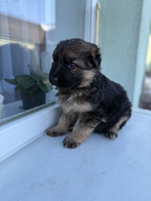 Цуценятка німецька вівчарка