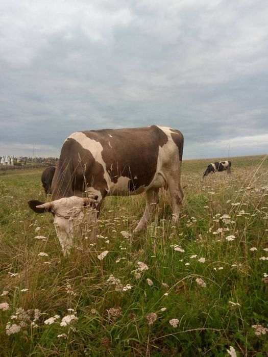 Продам молоду корову