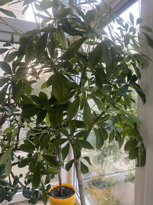 Комнатный каштан Шефлера 95 см