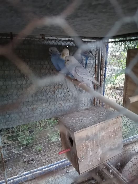 Vendo piriquitos