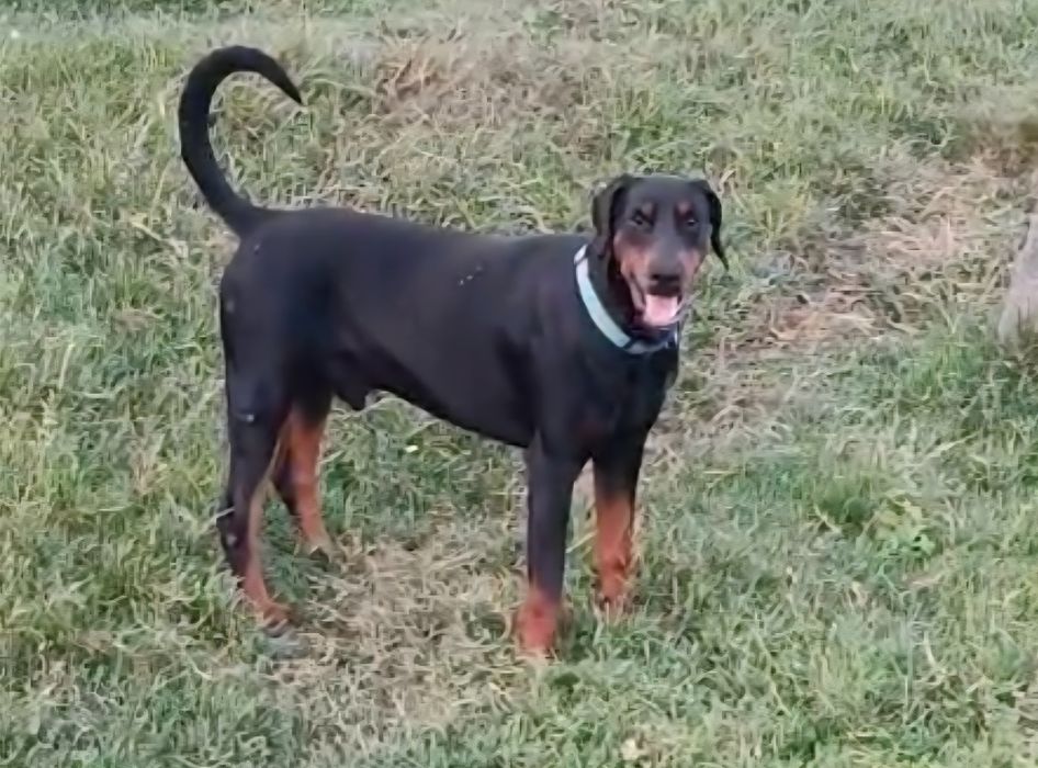 Excelente Dobermann