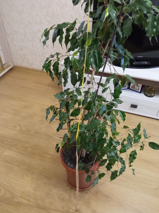 Фікус бенджаміна ,квіти
