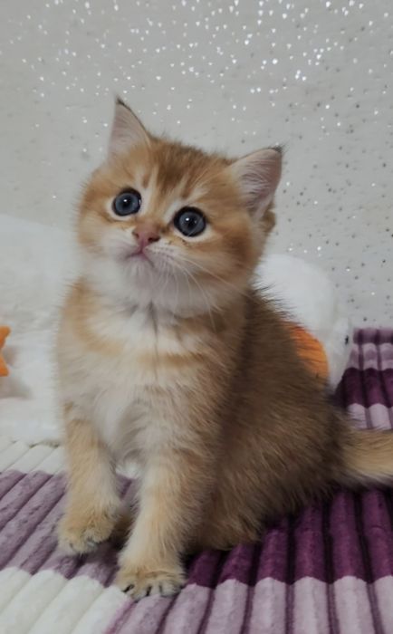 Шотландське кошеня золота шиншила