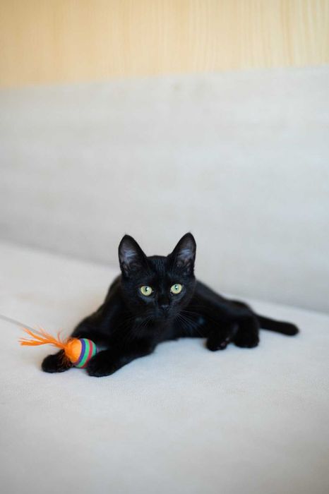 Ищет дом маленький котёнок мальчик!