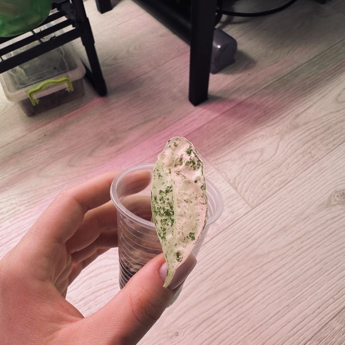 Алоказия  дітки різні сорти