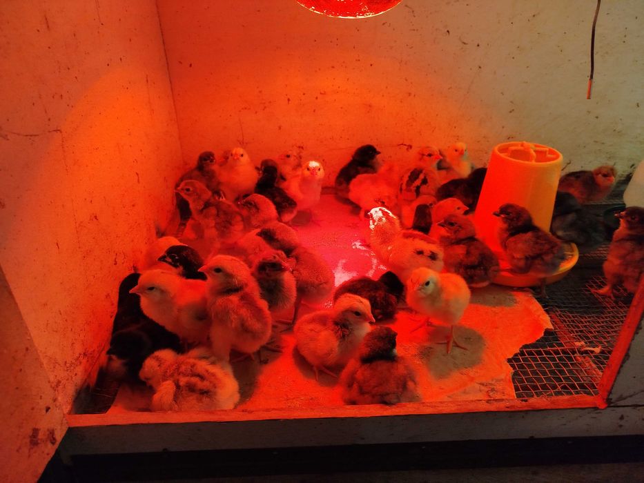 Ovos galados  Galinha Pata Muda, Pintos  Frangos Galos Galinhas Patos