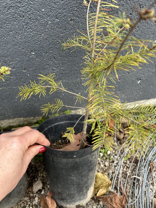 2 pinheiros nórdicos para jardim