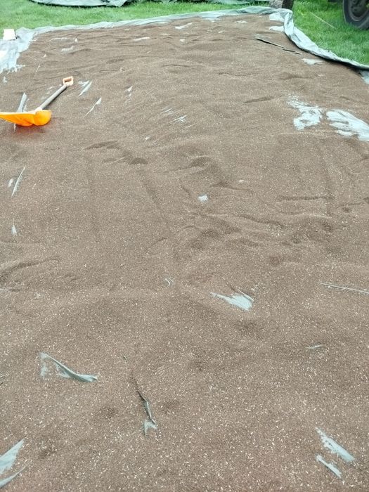 Facelia Anabel dla pszczół