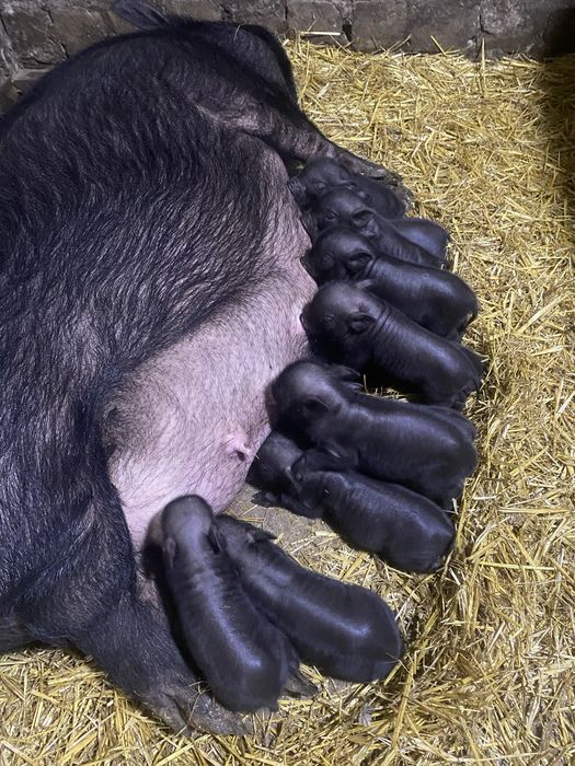 Вьетнамские поросята бронь