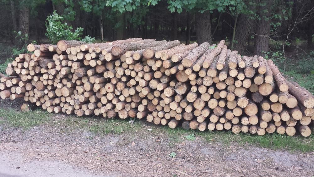 GRUBE SŁUPKI OGRODZENIOWE sosnowe 2,5m fi 8-12cm + siatka leśna