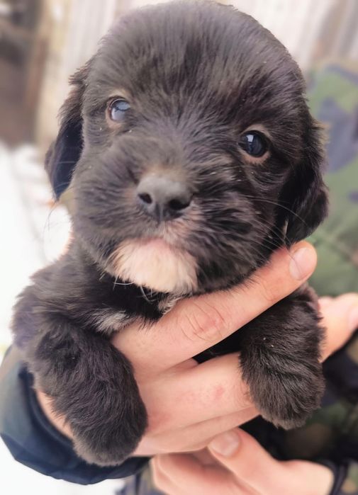 Oddam za darmo szczeniaki