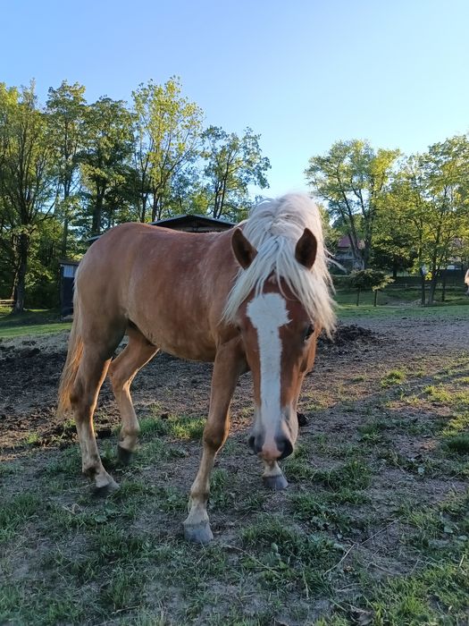 Ogierek haflinger