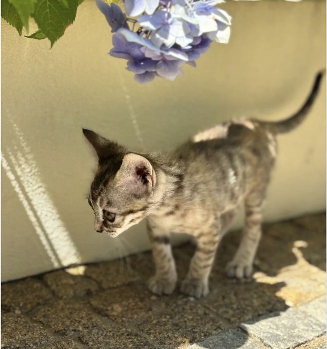 Gatinha 2 meses para adoção responsável