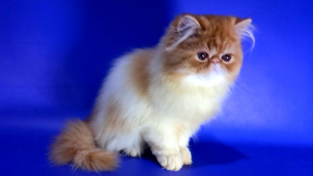 Персидская красавица