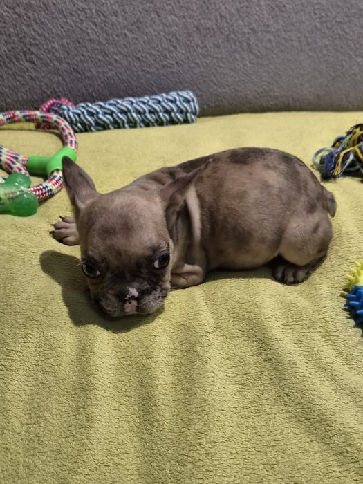 Buldog francuski chłopak gotowy do zmiany domu