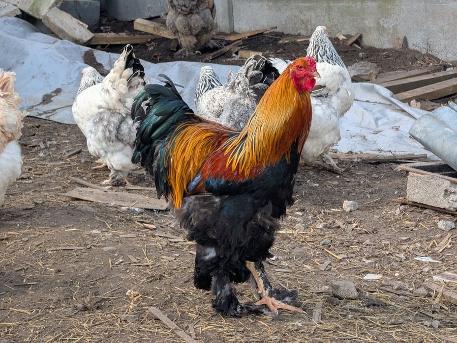 Koguty Brahma Olbrzymia czysty gatunek