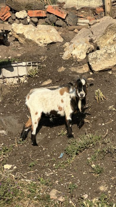 Bodes / Cabras micro anãs machos