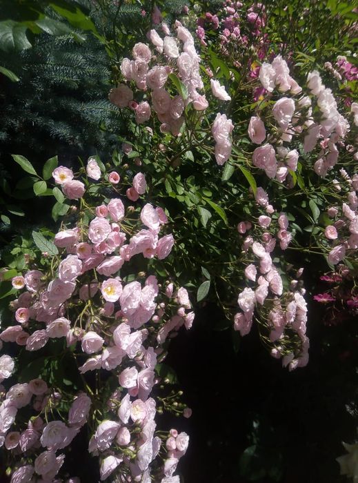 Лепестки свежей розы