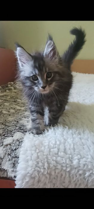 Девочки и мальчик котята мейн-кун.