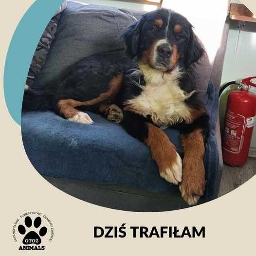 Znaleziono psa - gm. Linia/Dąbrówka k. Wejherowa