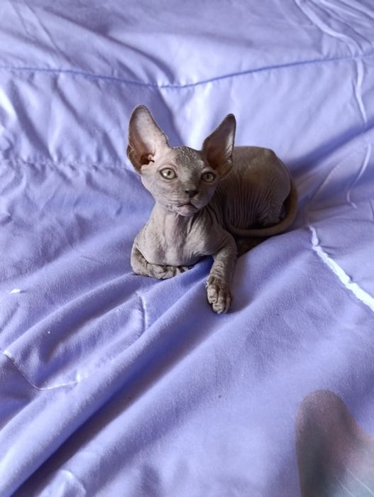 Котята сфинкс. Мальчик и девочки