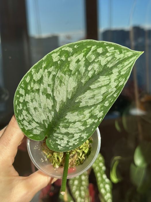 Великий вибір цікавих кімнатних рослин