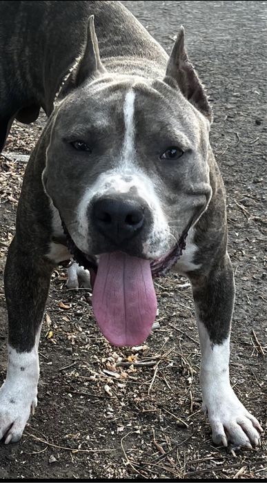 Ам Стафоршидский терьер кобель вязка,без щенка