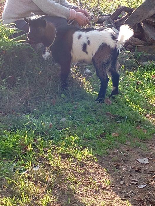 Vende se cabrito