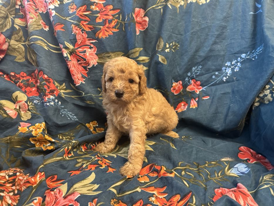 Той пудель на долоню