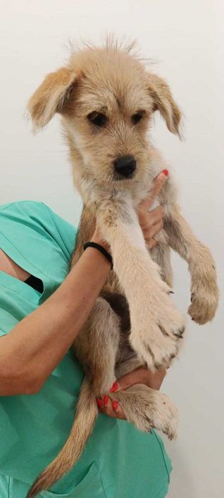 Cães para adoção