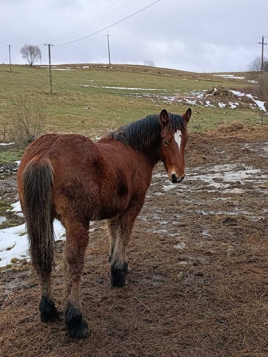 Źróbek zimnokrwisty ogierek