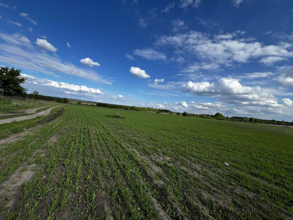 Продам земельну.ділянку 0,84га ОСГ, с.Синяк, Бучанський район