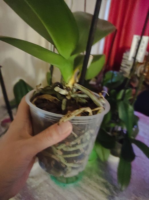 Орхидеи отцветашки сортовые