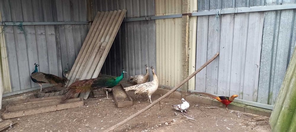 2 Pavões para venda nascidos 2025