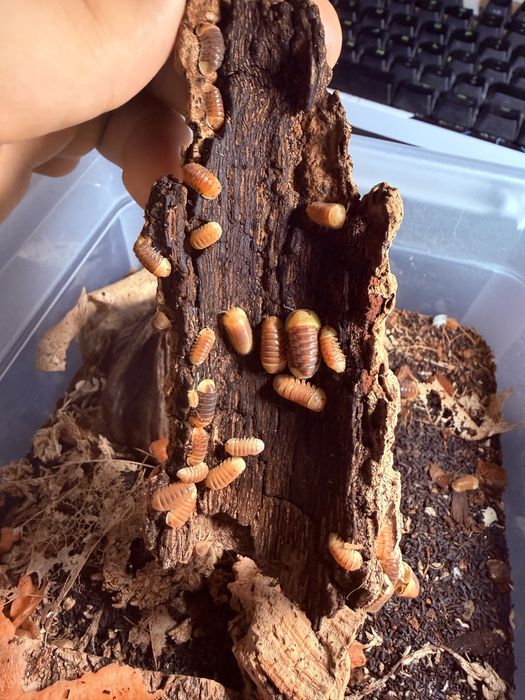 isopody rubber ducky