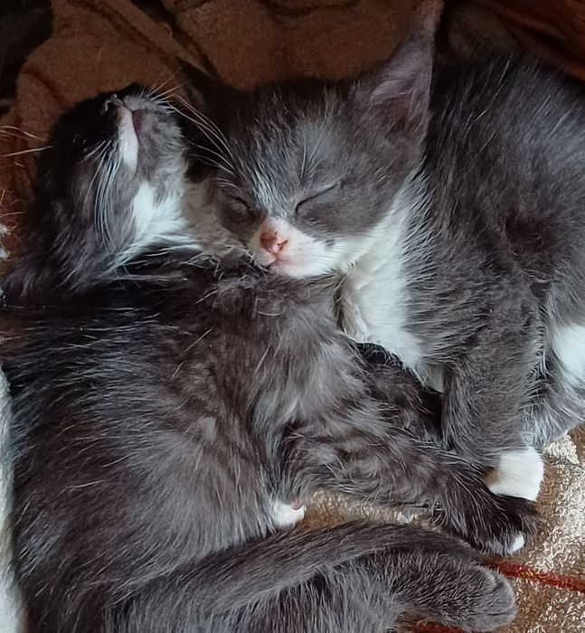 Кошенята грайливі