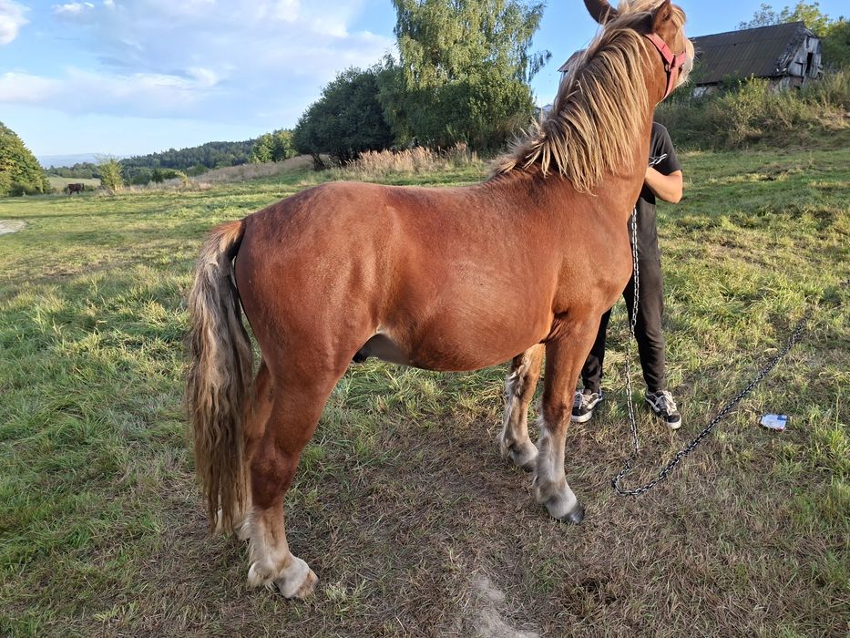 Sprzedam ogierka zimnokrwistego