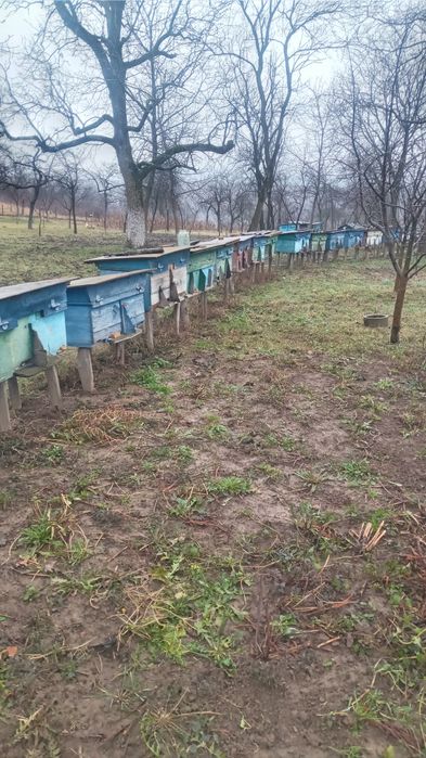 Продаж улики для пчіл