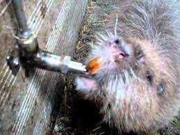 Поїлка для нутрій і малих поросят.