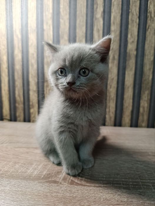 Шотландські кошенята шукають люблячу  сім'ю