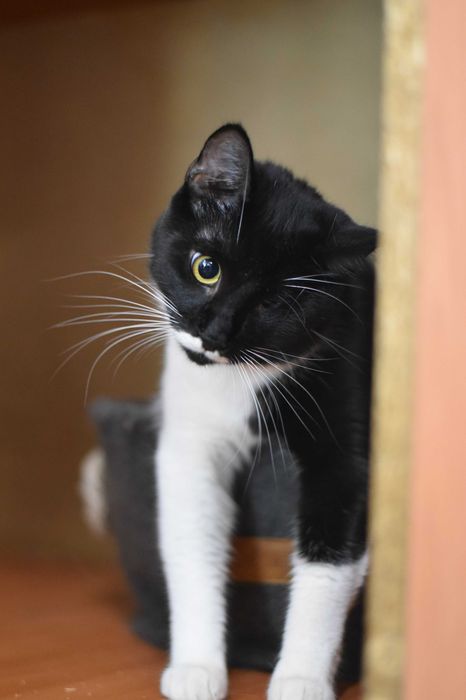 Молодая кошка Лётка ищет дом