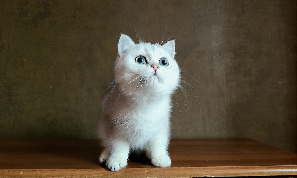 Срібляста шиншила,  Британська короткошерснан