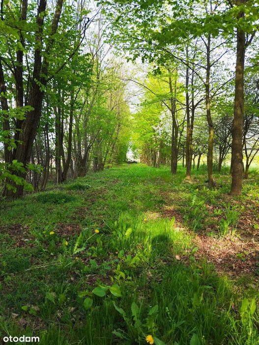 Rezerwacja Działka rolna 4317 m2, ogrodzona z sadem, Gniewięcin asfalt