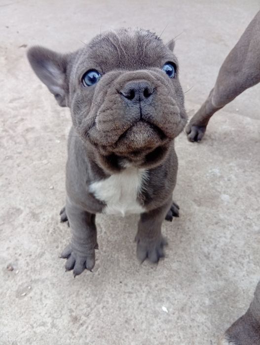 Buldog francuski piesek