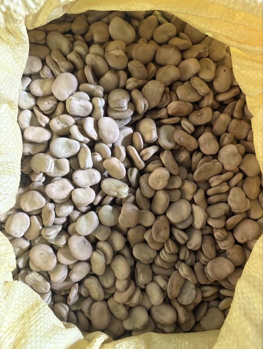 Bób suchy przebierany + odpad gratis