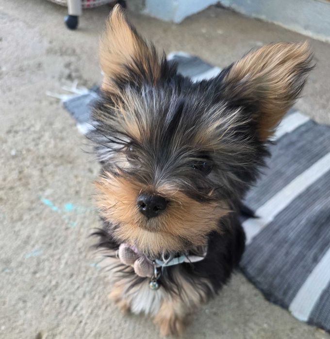 Cãozinho Yorkshire Pitoca