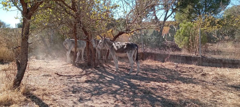 3 Burros  andaluzes  castrados + charrete.