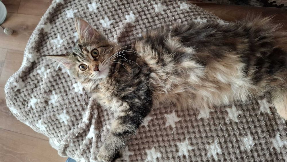 Kotka Maine Coon