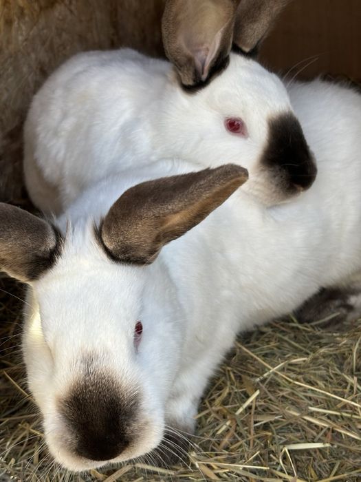 Кролі каліфорнія